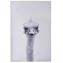  WI33368 - Ostrich Portrait